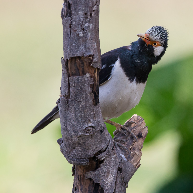 asian pied starling(Gracupica contra)