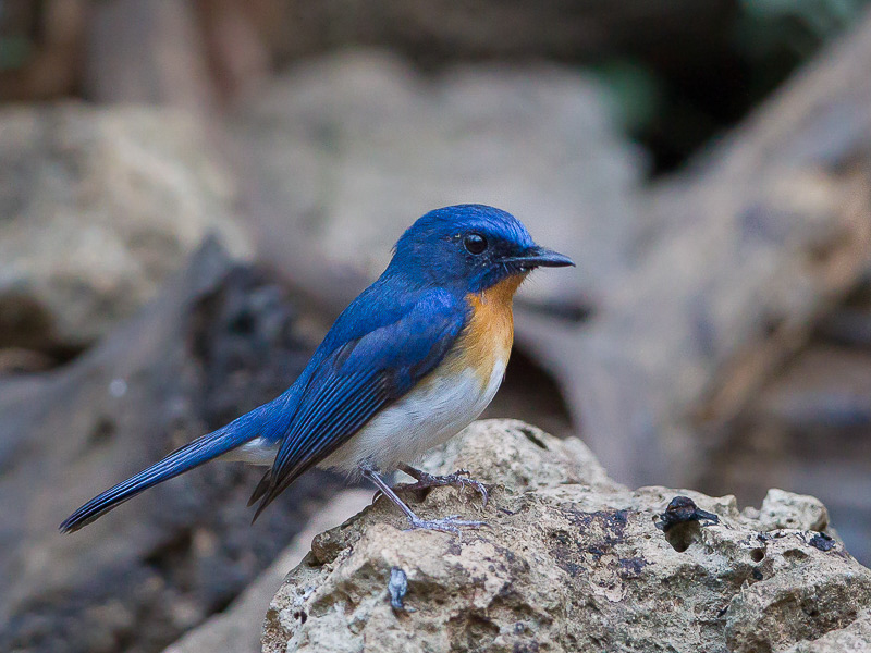 tickell's blue flycatcher(Cyornis tickelliae)