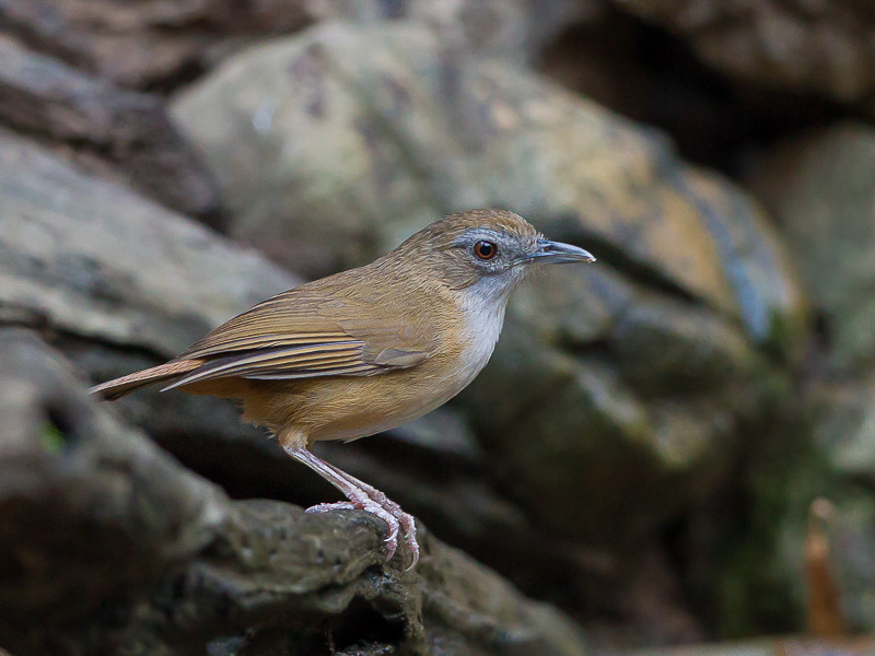 abbott's babbler(Malococincla abboti)