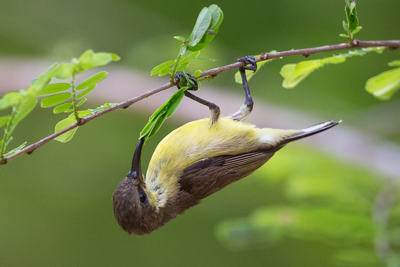 olive-backed sunbird(Cinnyris jugularis)