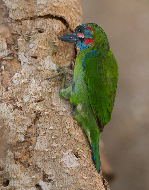 blue-eared barbet(Megalaima australis)