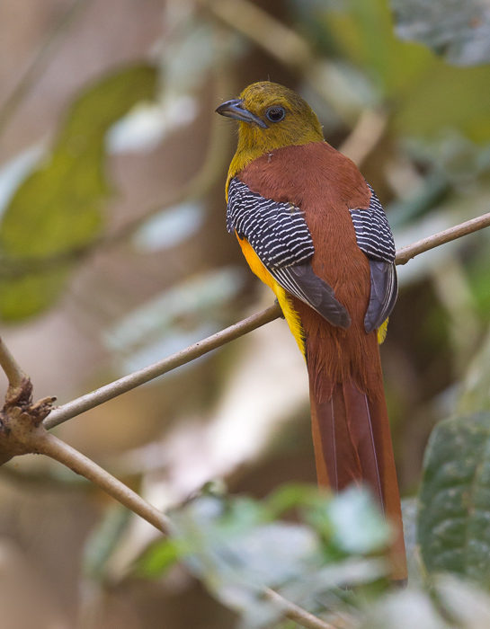 orange-breasted trogon(Harpactes oreskios)