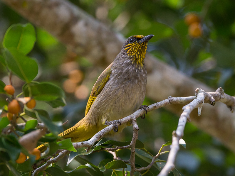 stripe-throated bulbul(Pycnonotus finlaysoni)