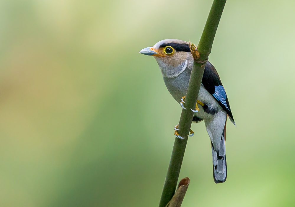 silver -breasted broadbill<br><i>(Serilophus lunatus)</i>