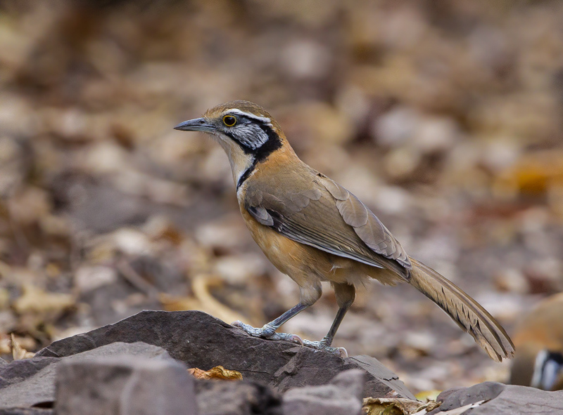 greater necklaced laughingthrush(Garrulux pectoralis)