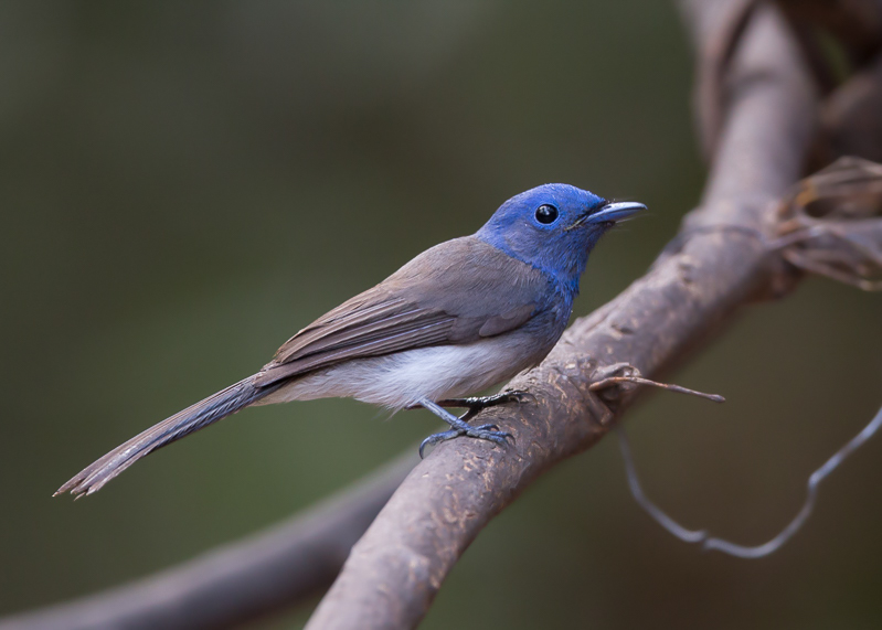 black-naped monarch (f.)(Hypothymis azurea)