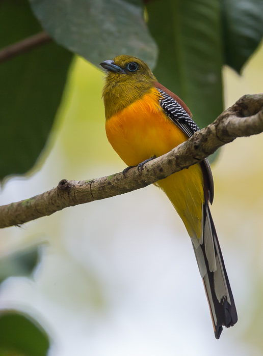 orange-breasted trogon(Harpactes oreskios)