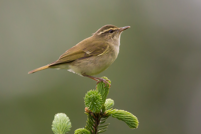 large-billed leaf warbler<br><i>(Phylloscopus magnirostris)</i>