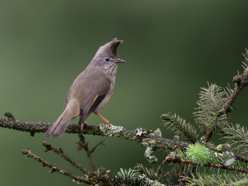 stripe-throated yuhina<br><i>(Yuhina gularis)</i>