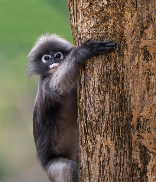 dusky leaf monkey(Trachypithecus obscurus)