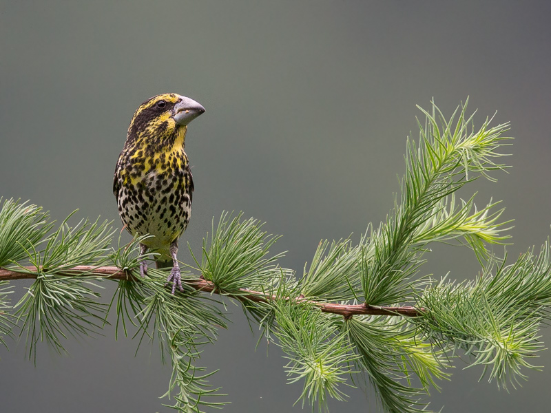 spot-winged grosbeak (f.)<br><i>(Mycerobas melanozanthos)</i>