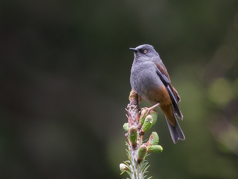 maroon-backed accentor<br><i>(Prunella immaculata)</i>