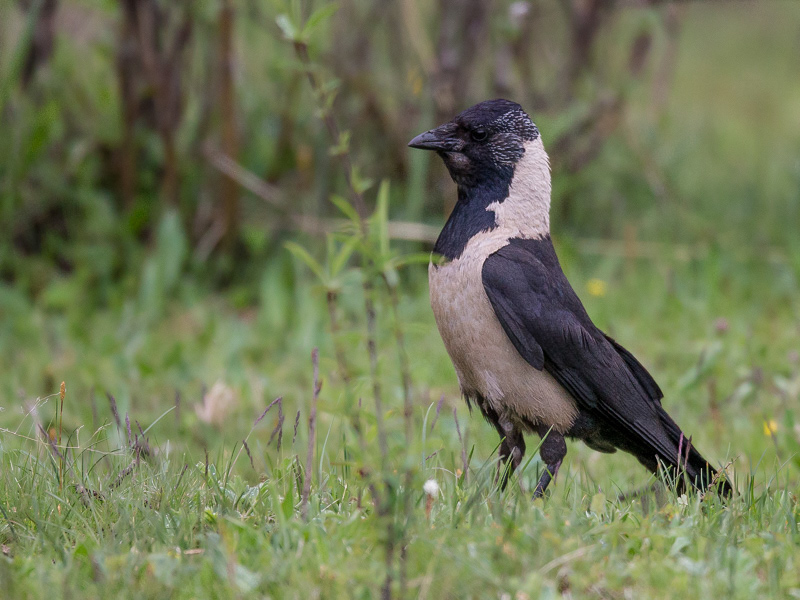 daurian jackdaw<br><i>(Corvus dauuricus)</i>