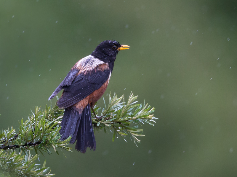 kesslers thrush<br><i>(Turdus kessleri)</i>