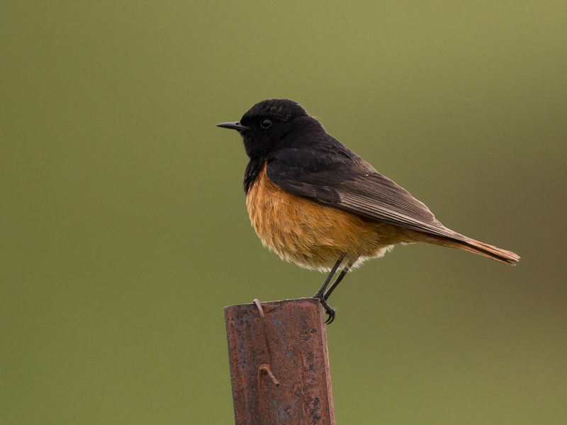 black redstart<br><i>(Phoenicurus ochruros)</i>