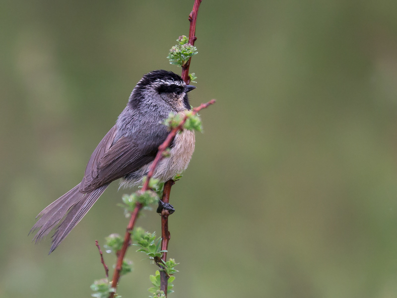 white-browed tit<br><i>(Parus superciliosus)</i>