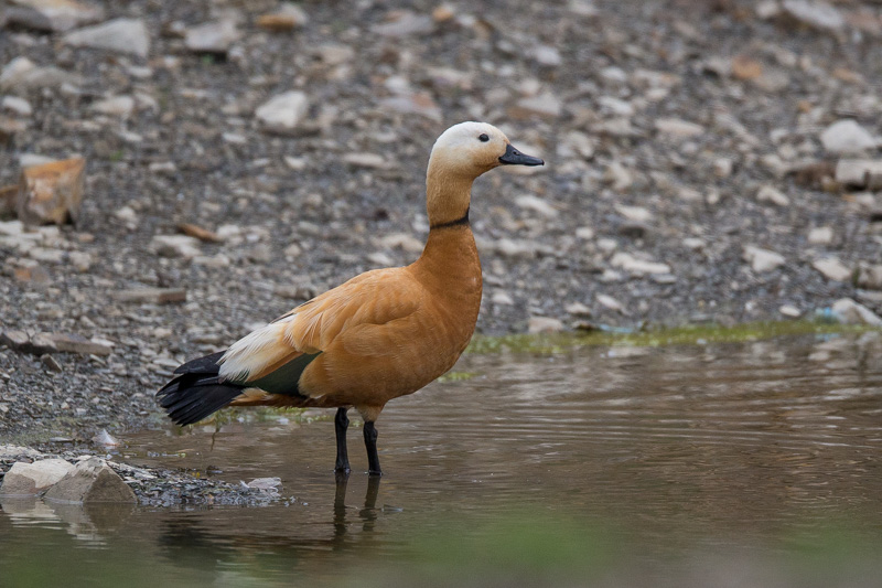 ruddy shelduck<br><i>(Tadorna ferruginea)</i>