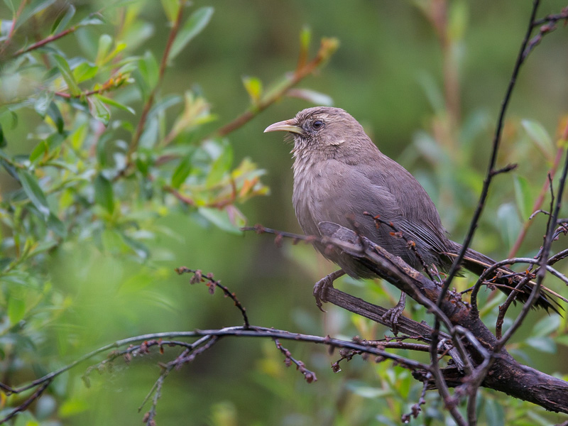 plain laughingthrush<br><i>(Garrulax davidi)</i>