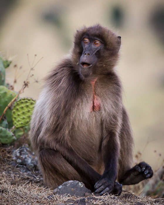 gelada (m.)(Theropithecus gelada)