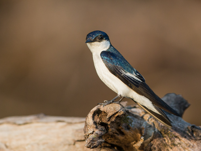 white-winged swallow(Tachycineta albiventer)