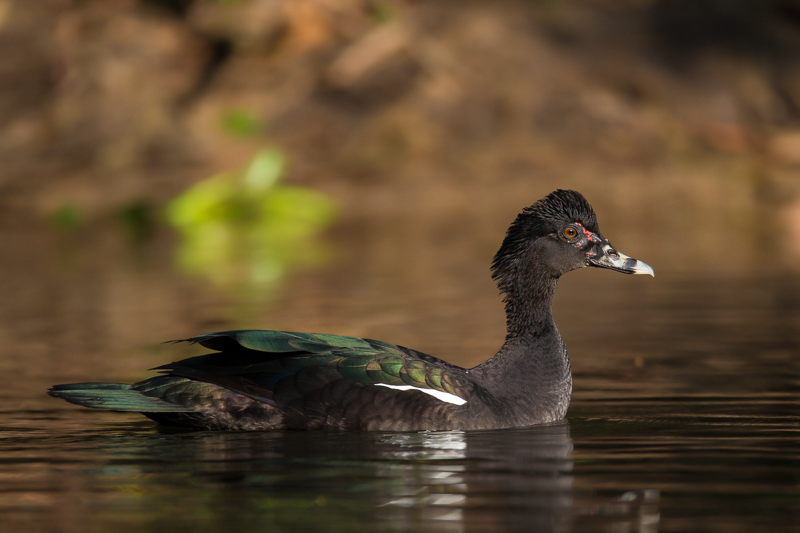 muscovy duck(Cairina moschata)