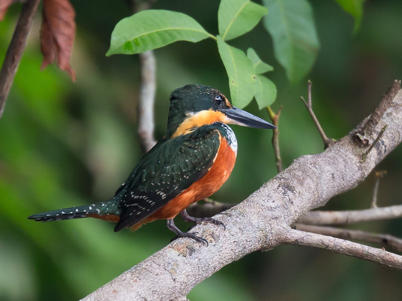 green-and-rufous kingfisher(Chloroceryle inda)