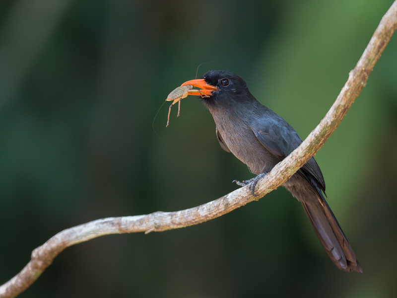black-fronted nunbird(Monasa nigrifrons)