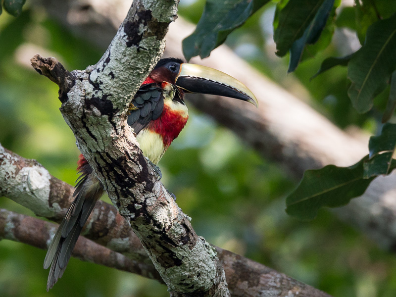 red-necked aracari(Pteroglossus bitorquatus)