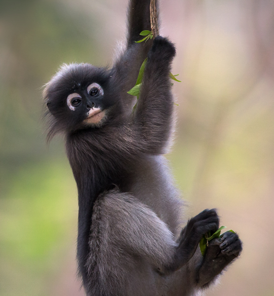 dusky leaf monkey(Trachypithecus obscurus)