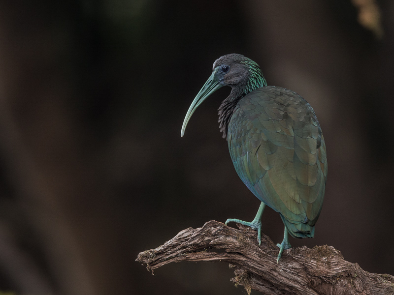 green ibis(Mesembrinibis cayennensis)