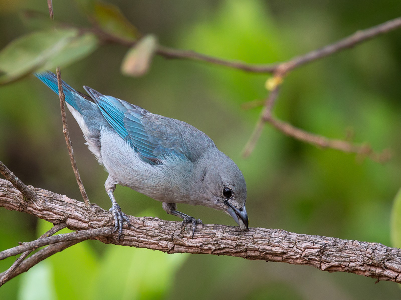 sayaca tanager<br><i>(Thraupis sayaca)</i>