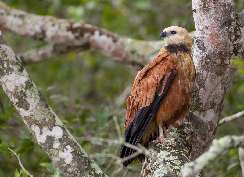 black-collared hawk(Busarellus nigricollis)