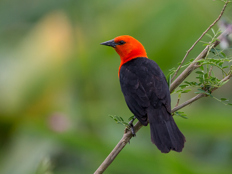 scarlet-headed blackbird<br><i>(Amblyramphus holosericeus)</i>