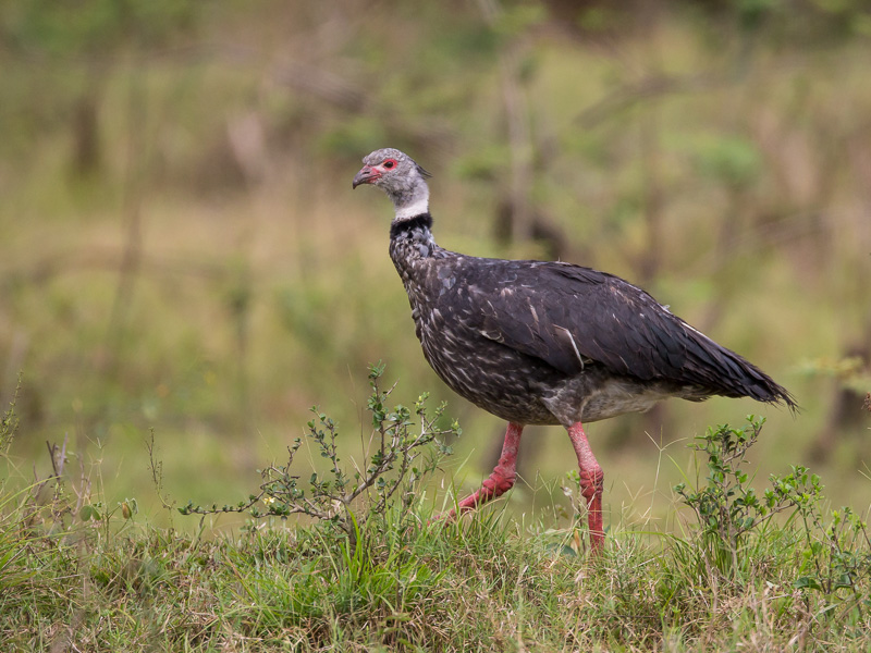 southern screamer(Chauna torquata)