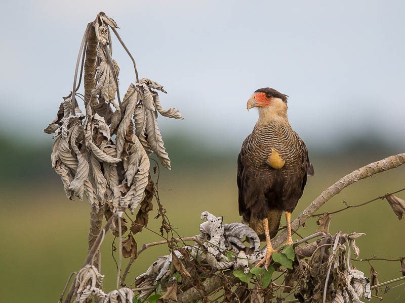 southern crested caracara(Polyborus plancus)