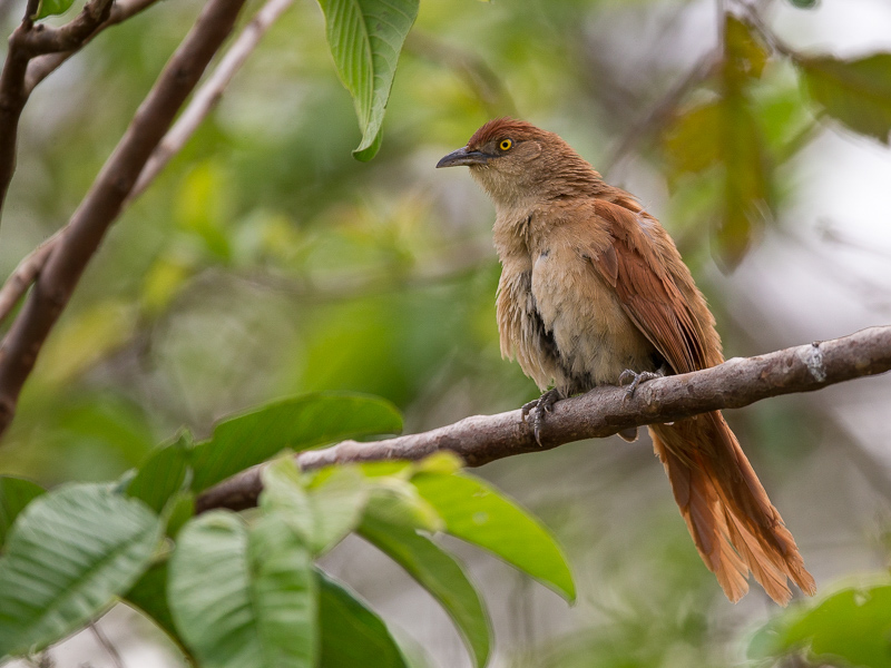 greater thornbird(Phacellodomus ruber)