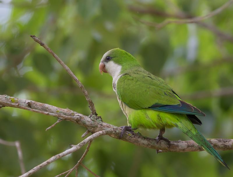 monk parakeet(Myiopsitta monachus)