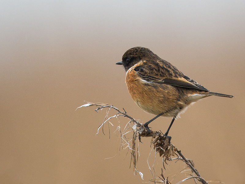 common stonechat (m.)<br><i>(Saxicola rubicola, NL: roodborsttapuit))</i>