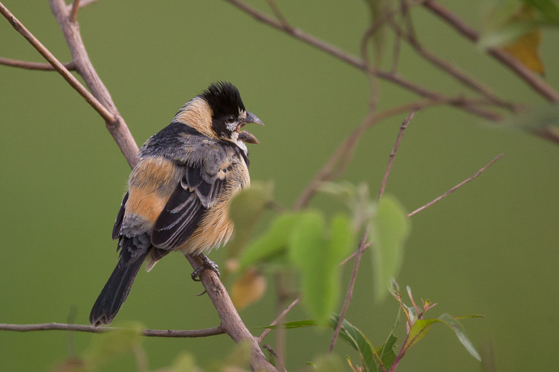 rusty-collared seedeater<br><i>(Sporophila collaris)</i>