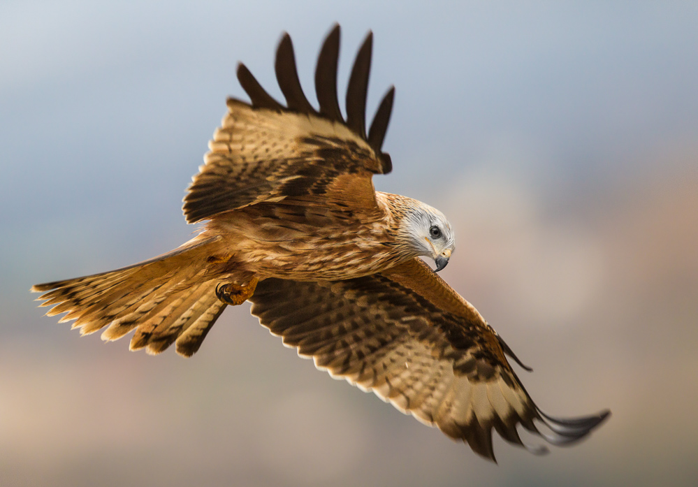red kite <br><i>(Milvus milvus)</i>