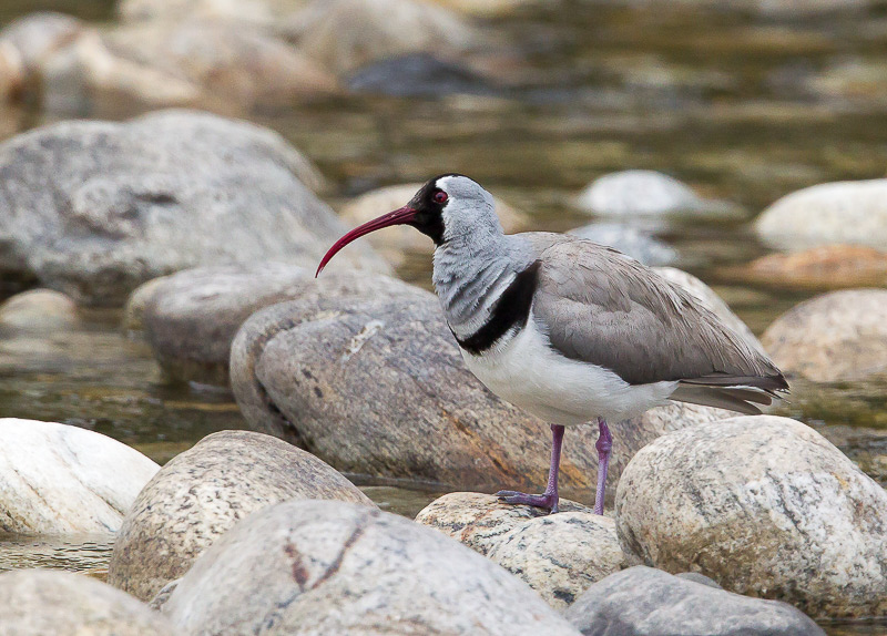 ibisbill(Ibidorhyncha struthersii)