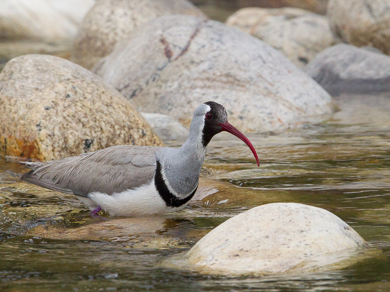 ibisbill(Ibidorhyncha struthersii)