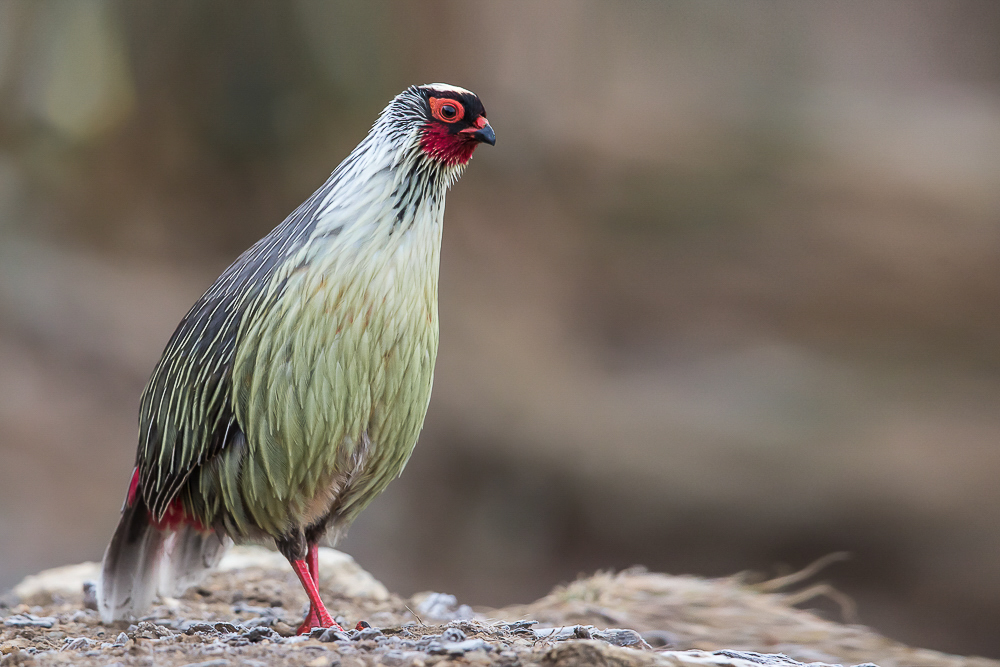 blood pheasant<br><i>(Ithaginis cruentus)</i>