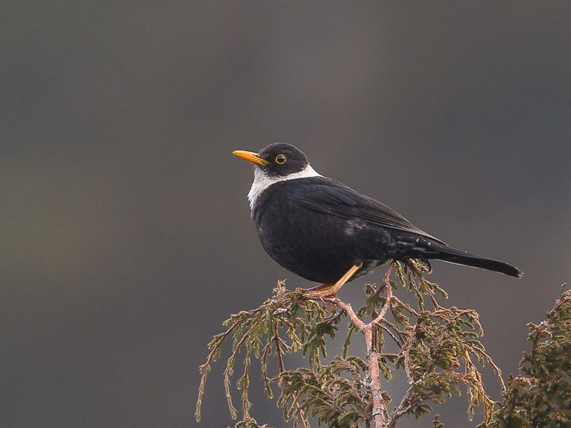 white-collared blackbird (m.)(Turdus albicinctus)