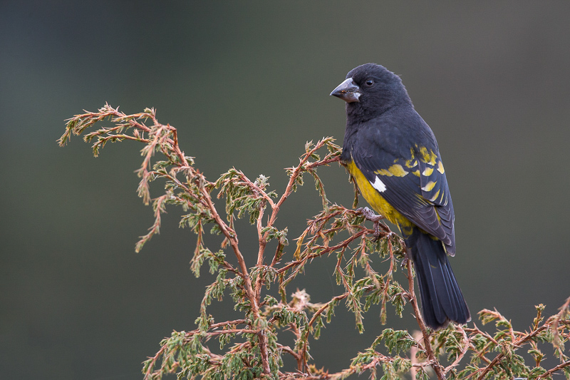 white-winged grosbeak(Mycerobas carnipes)