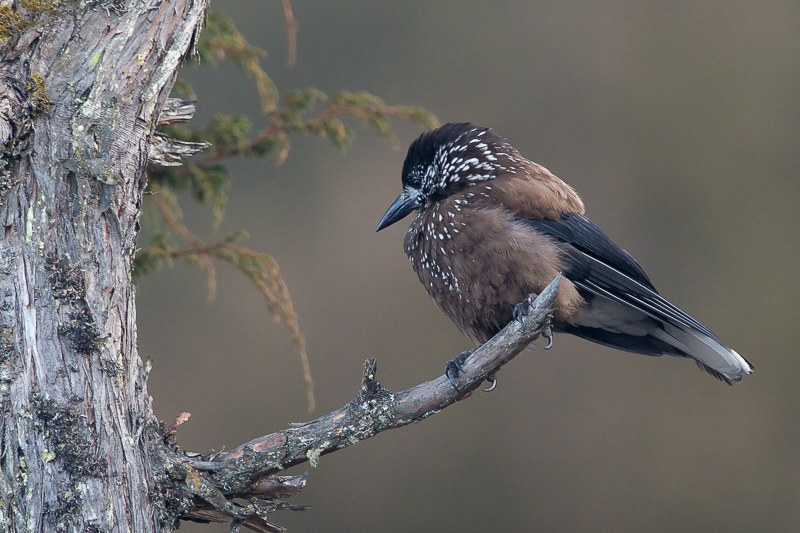 spotted nutcracker(Nucifraga caryocatactes)