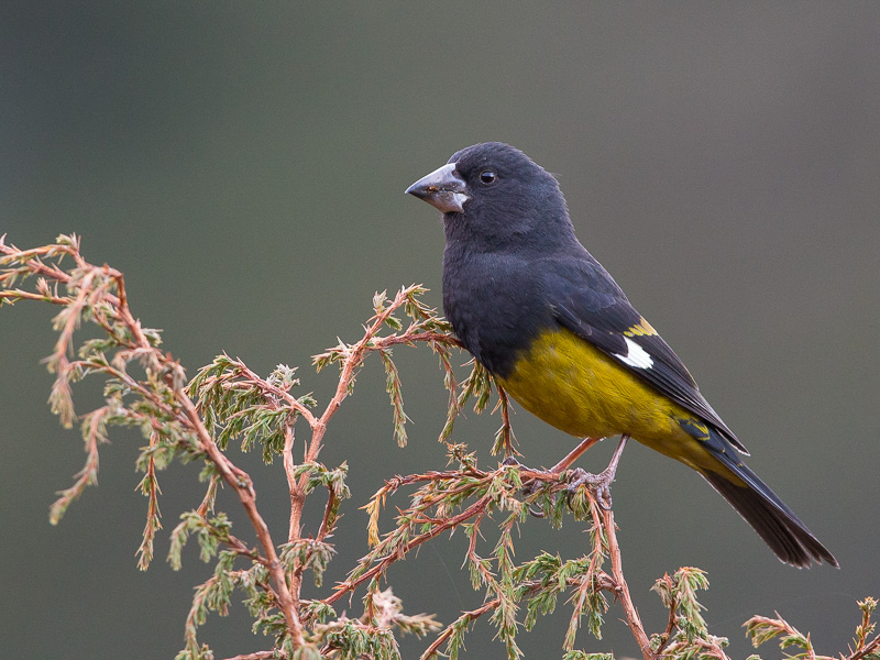 white-winged grosbeak(Mycerobas carnipes)