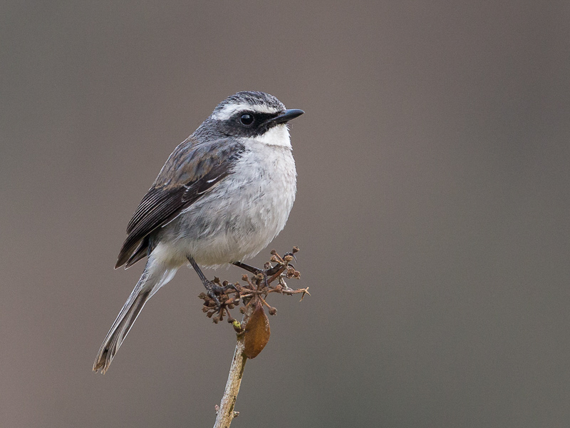 grey bush chat(Saxicola ferreus)