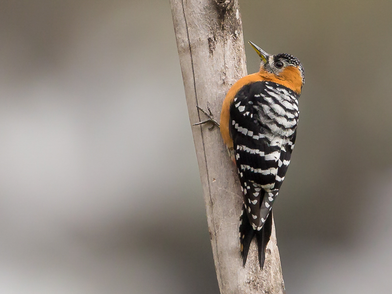 rufous-bellied woodpecker (f.)(Dendrocopos hyperythrus)
