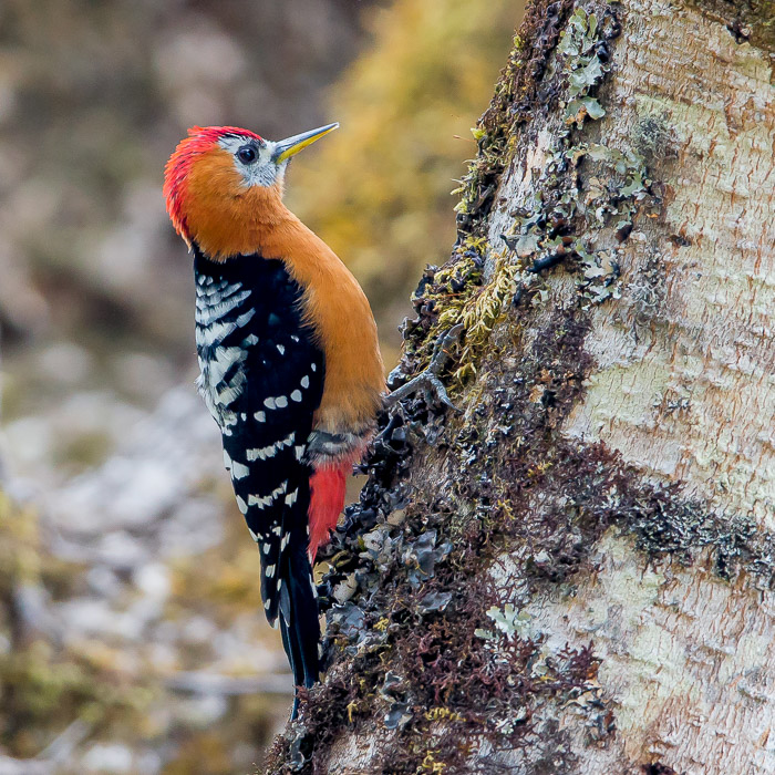 rufous-bellied woodpecker (m.)(Dendrocopos hyperythrus)